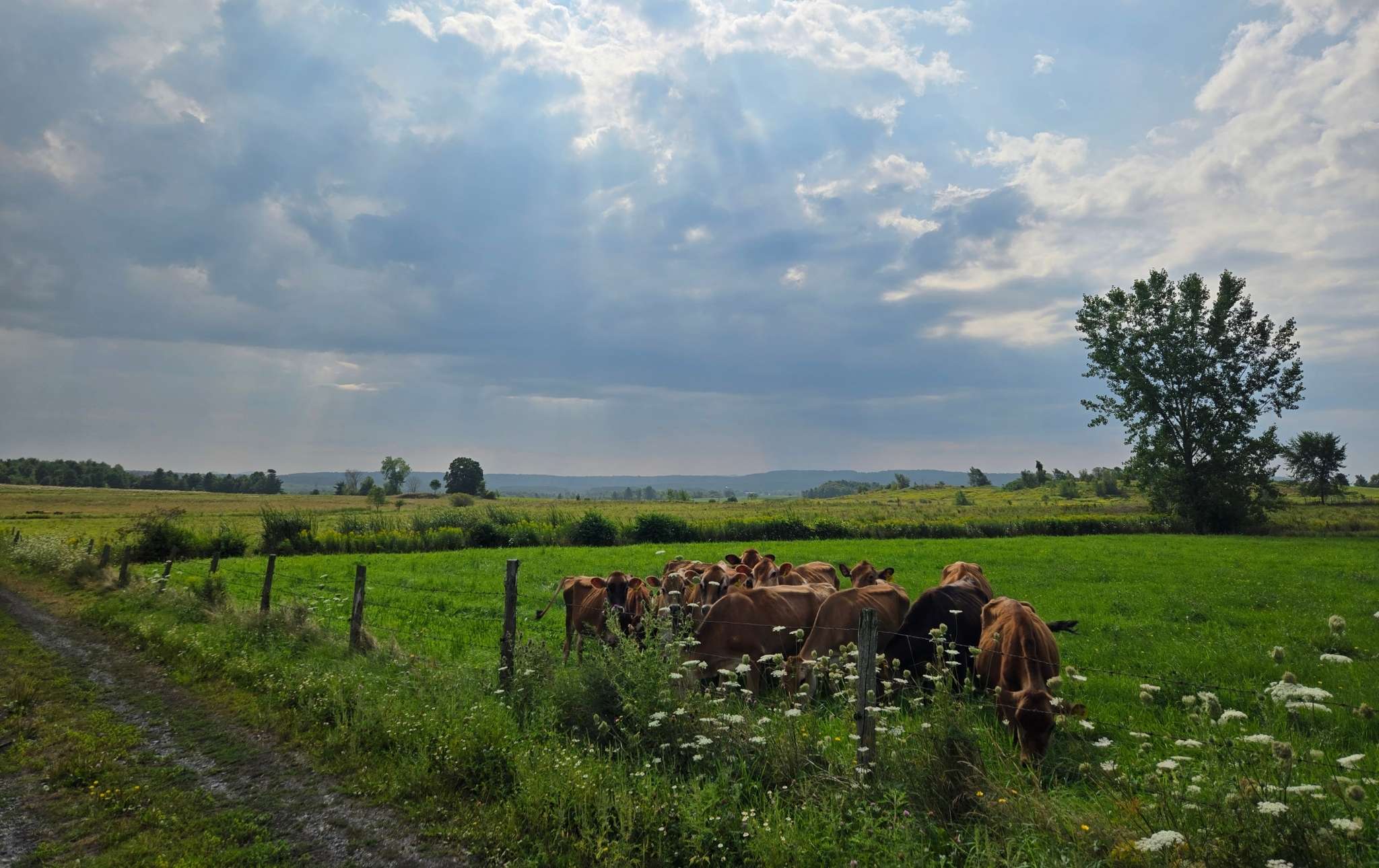 A group of brown cows in a pasture next to a farm road.