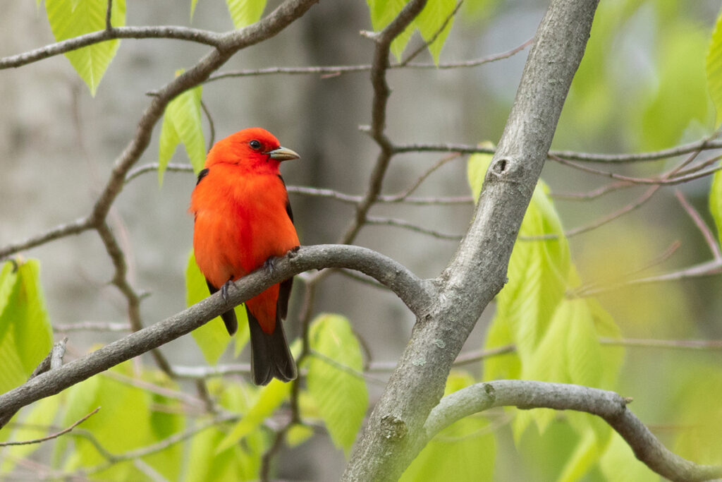 bright red bird sitting on branch of tree with new spring growth. Scarlet Tanager