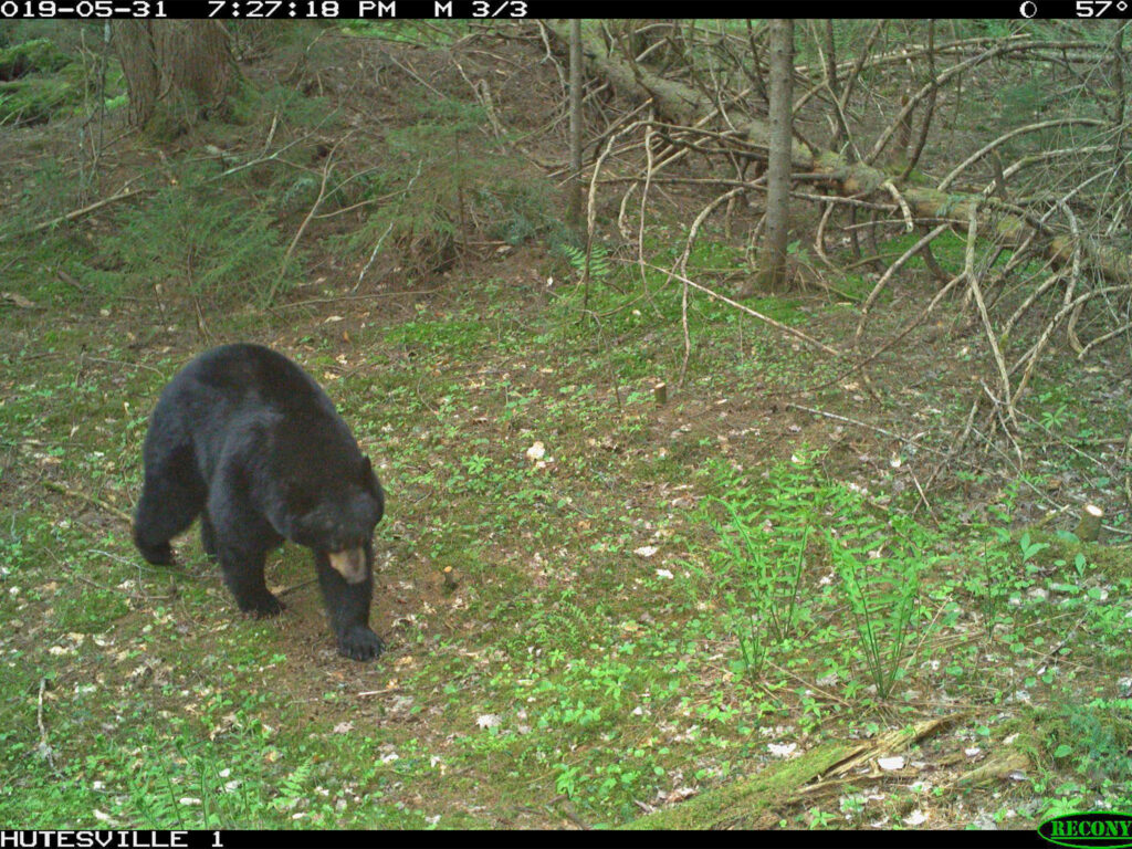 still from wildlife camera with 2019 timestamp showing black bear in the woods. Vermont 