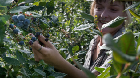 Woman smiles while picking blueberries off the vine.