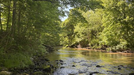 A shaded stream flows through trees lit by evening light