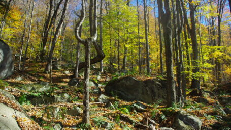 A wooded hillside with trees turning yellow and orange.