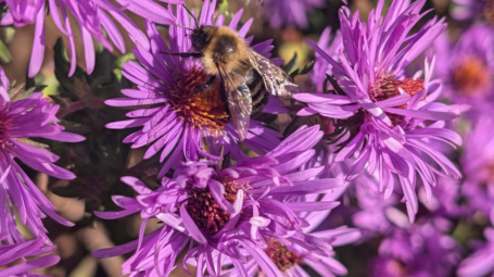 Aster: many-petaled purple flowers with orange centers. A bumblebee rests on one flower.