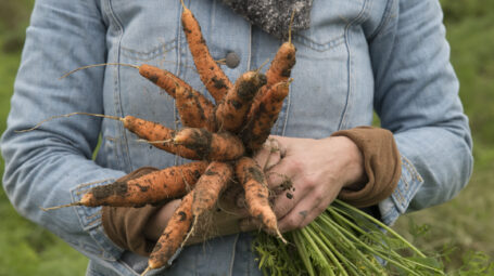 A person holds a bunch of freshly picked, dirty carrots.