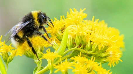 Bee on goldenrod